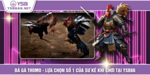 Đá Gà Thomo - Lựa Chọn Số 1 Của Sư Kê Khi Chơi Tại YSB66