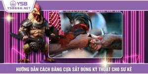 Hướng Dẫn Cách Băng Cựa Sắt Đúng Kỹ Thuật Cho Sư Kê