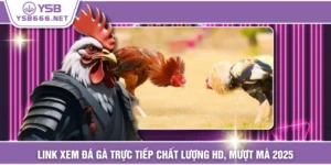 Link Xem Đá Gà Trực Tiếp Chất Lượng HD, Mượt Mà 2025