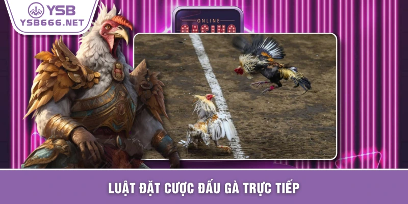 Luật đặt cược đấu gà trực tiếp
