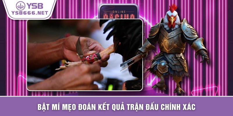 Lưu ý cần biết khi băng cựa sắt cho gà