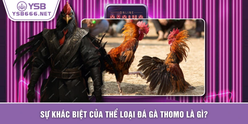 Sự khác biệt của thể loại đá gà Thomo là gì?