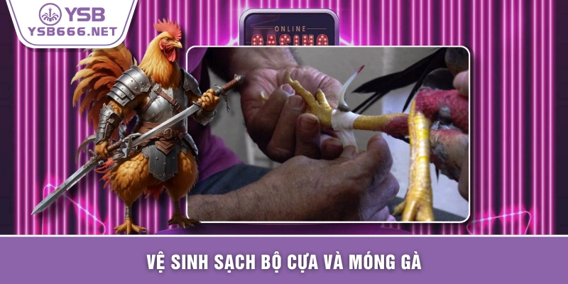 Vệ sinh sạch bộ cựa và móng gà