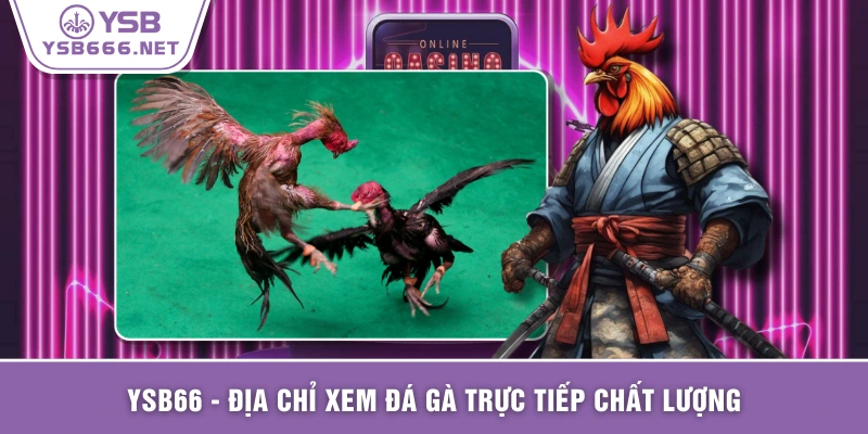 YSB66 - Địa chỉ xem đá gà trực tiếp chất lượng